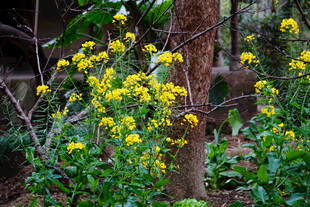 林间绽放的黄色小花
