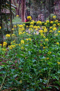 林间黄花绽放的自然景致