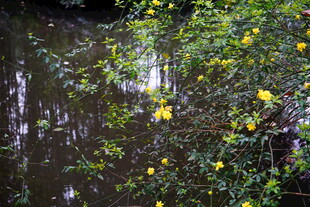 溪边绽放的金黄花朵