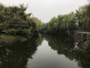 宁静河畔垂柳映绿水