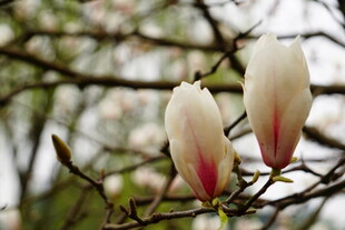 枝头绽放的玉兰花