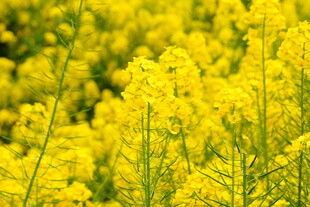 金黄油菜花田美景