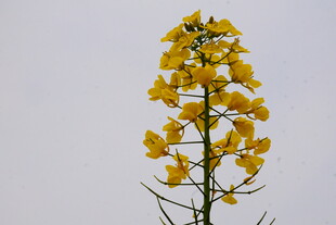 一枝独秀的黄色花朵