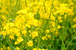 金黄灿烂的油菜花田