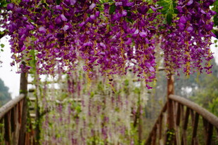 紫藤花廊 梦幻紫色花景