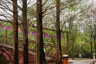 春日林间小道的烂漫景致