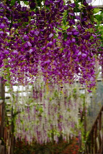 紫藤花垂挂的梦幻景致