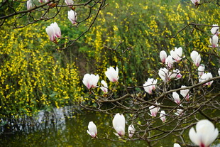玉兰花盛开于绿树间