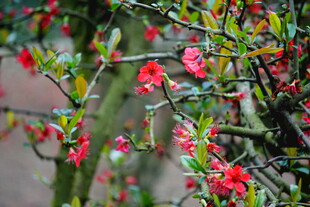 枝头绽放的艳丽红花朵