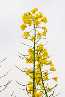 一枝绽放的黄色油菜花