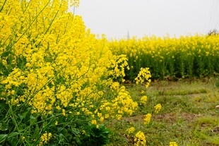 金黄灿烂的油菜花田