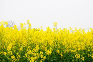 金黄油菜花田的美丽景致