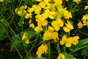 绽放的黄色油菜花