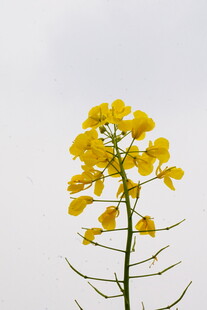 一枝绽放的黄色油菜花