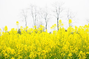 春日油菜花海烂漫