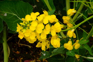 黄色小花绽放绿叶间