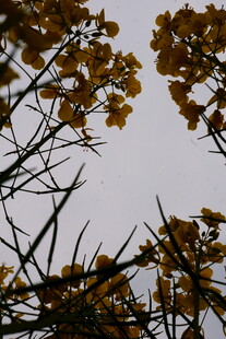 金黄花朵绽放于枝间