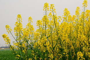 金黄油菜花绽放田野