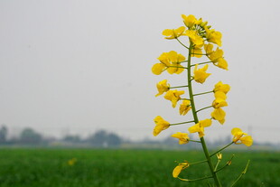 一枝油菜花绽放于绿野