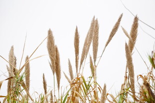 风中摇曳的金黄芦苇