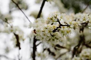 枝头绽放的洁白花朵