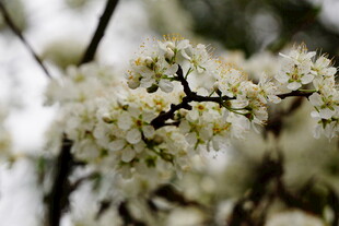 枝头绽放的白色小花