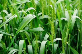 翠绿麦苗生机盎然