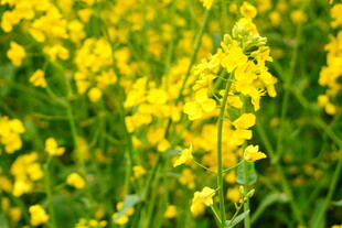 金黄油菜花绽放的美景