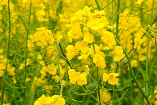 金黄灿烂的油菜花田