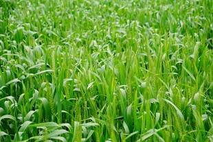 翠绿麦田 尽显生机