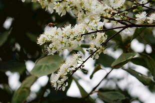 枝头绽放的白色小花