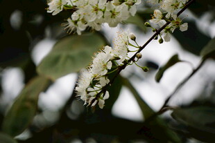 白色小花绽放枝头