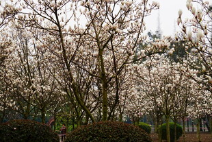 春日烂漫樱花树景