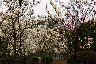 春日繁花盛开的园林景色