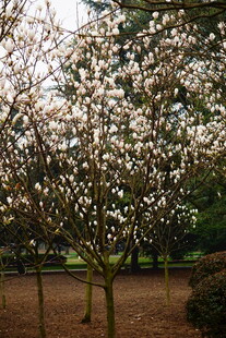 盛开的繁花树木景观