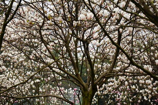 盛开的繁花树木