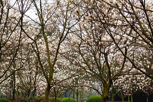 盛开的繁花树木景观