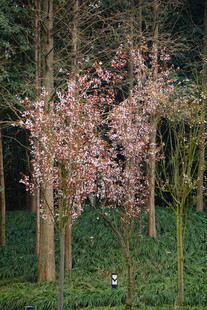 林中绽放的粉嫩樱花树