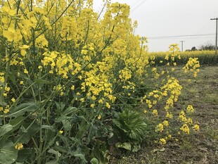 金黄油菜花田美景