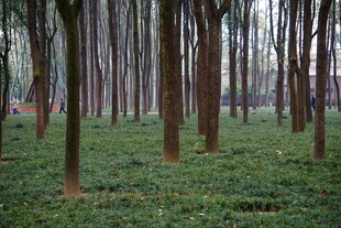 林间绿意盎然的树木景观