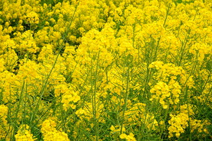 金黄灿烂的油菜花田