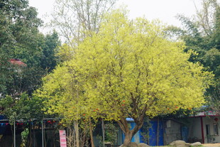 春日黄花树 生机满庭院