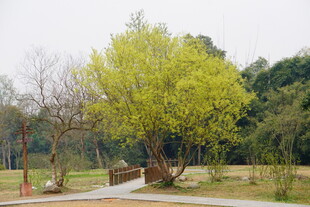 春日公园绿意盎然的大树