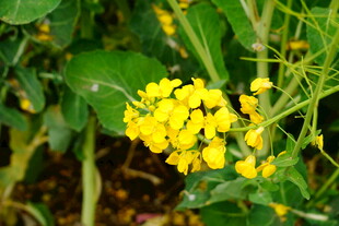 黄色小花绽放于绿叶间