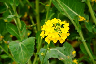 黄色小花绽放绿叶间