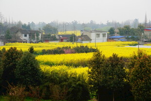 春日油菜田乡村美景