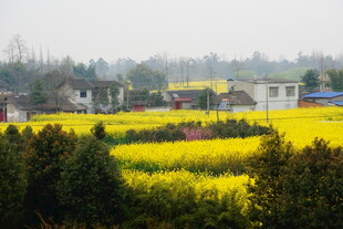 春日田野油菜花乡村美景