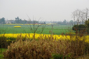 春日田野油菜花风景