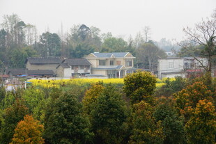 春日田野风光 绿树黄花