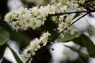 洁白绽放的繁茂花枝